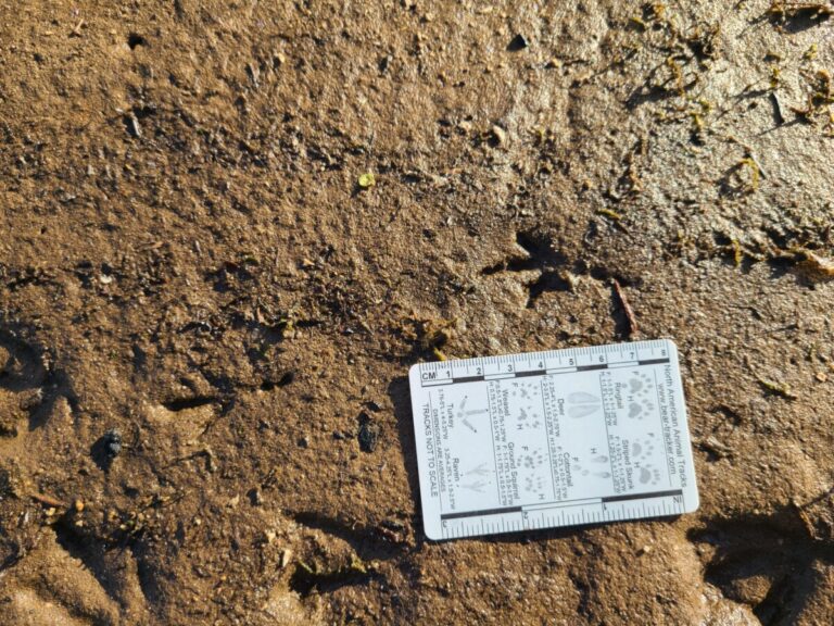 Passerine prints. In this wetter substrate, the rear toe (#1) shows up in full.