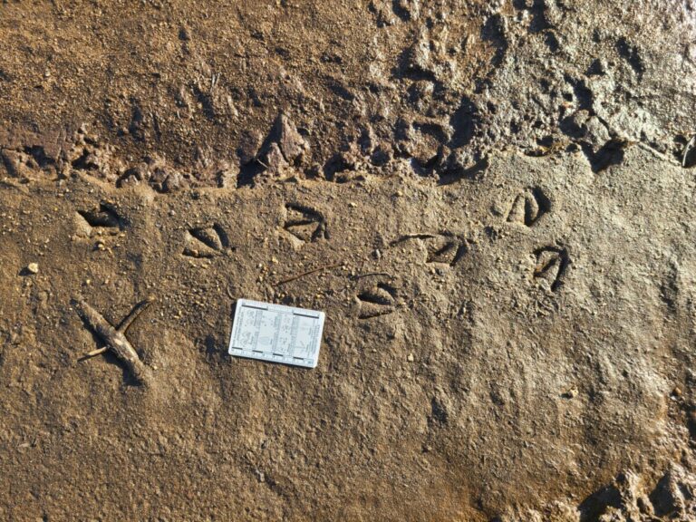 Small duck tracks, probably Green-winged Teal.