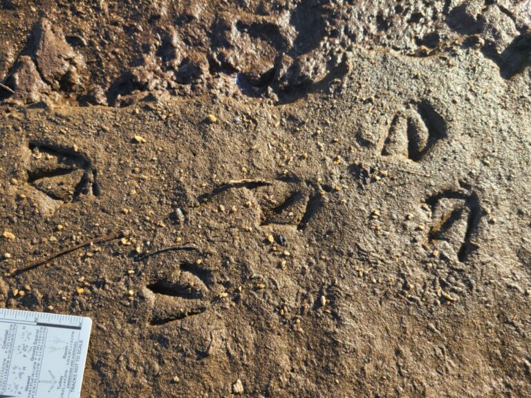 Small duck tracks, probably Green-winged Teal.