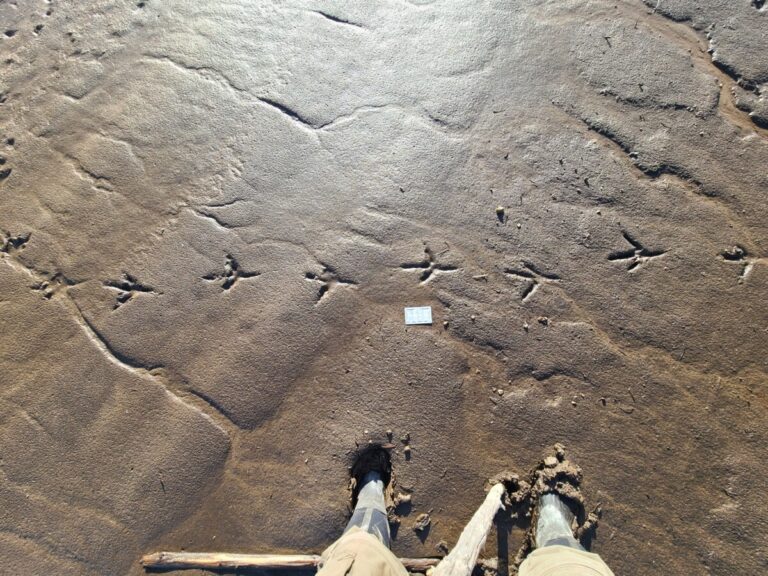 Me sinking in the mud while observing Great Blue Heron tracks.