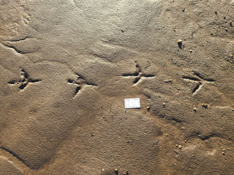 Great Blue Heron tracks.