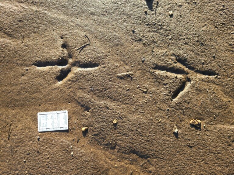 Great Blue Heron tracks.