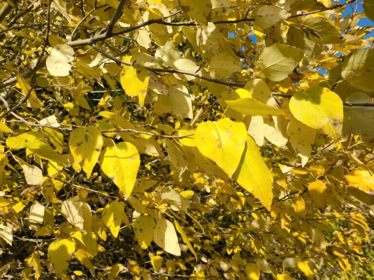 Fall colors of a small Black Cottonwood tree along the banks of Lemolo Lake.