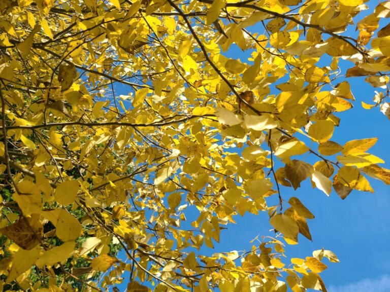 Fall colors of a small Black Cottonwood tree along the banks of Lemolo Lake.