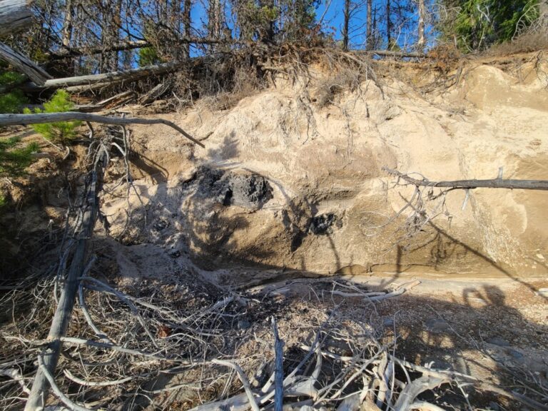 7,000-year-old charred logs in Mazama ash/pumice.