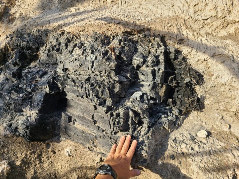 7,000-year-old charred log in Mazama ash/pumice.