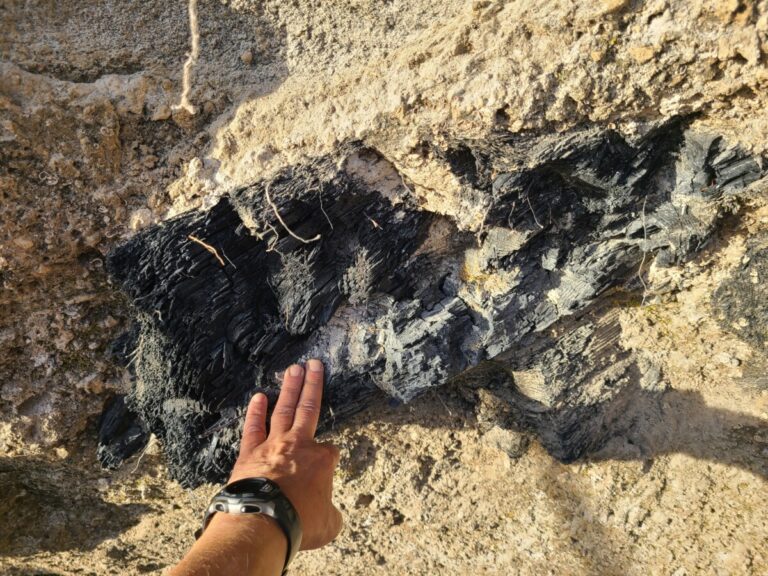 7,000-year-old charred log in Mazama ash/pumice.