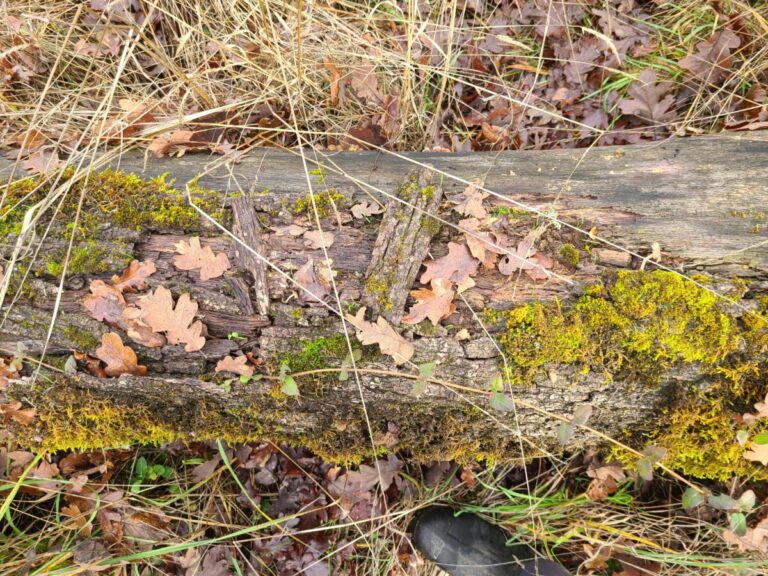 The lower part of the log showing bark completely gone on one side and deteriorated on top.