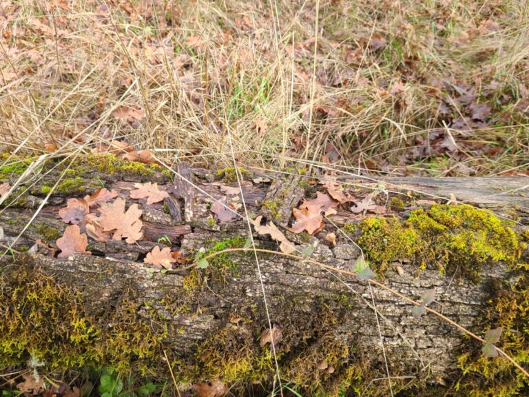 The lower part of the log where most critter action was.