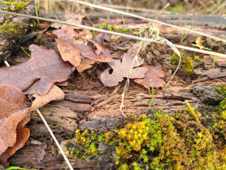 The most exposed and deteriorated part of the trunk, at or near where the fox had urine-marked.