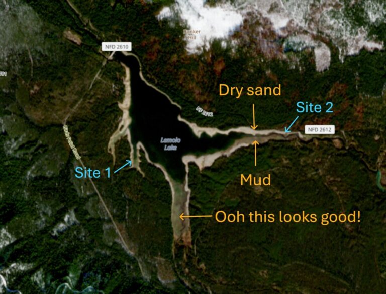 Low-res satellite image from Copernicus browser for November 7, 2024, the day before my visit, showing the exposed shoreline and different substrates.