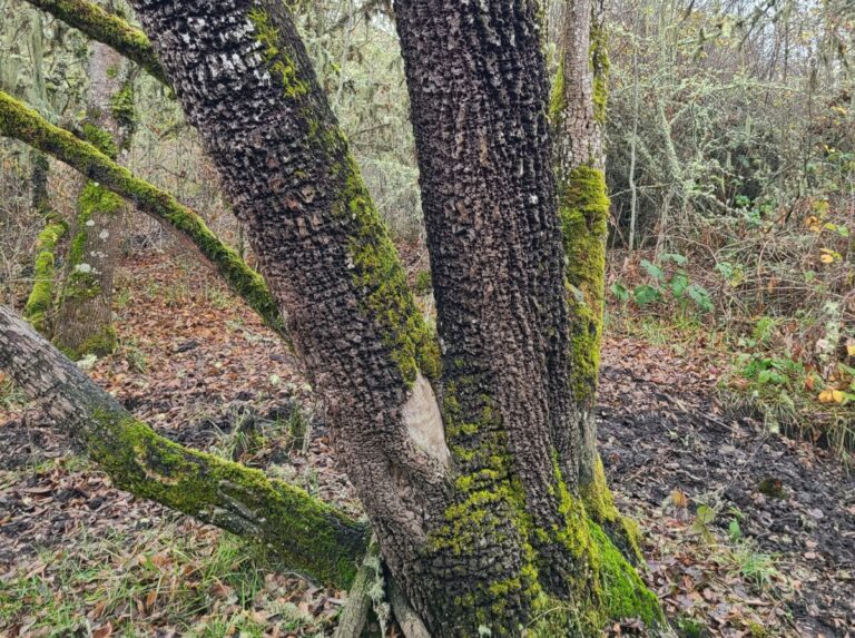 Multi-trunked Oregon Ash.