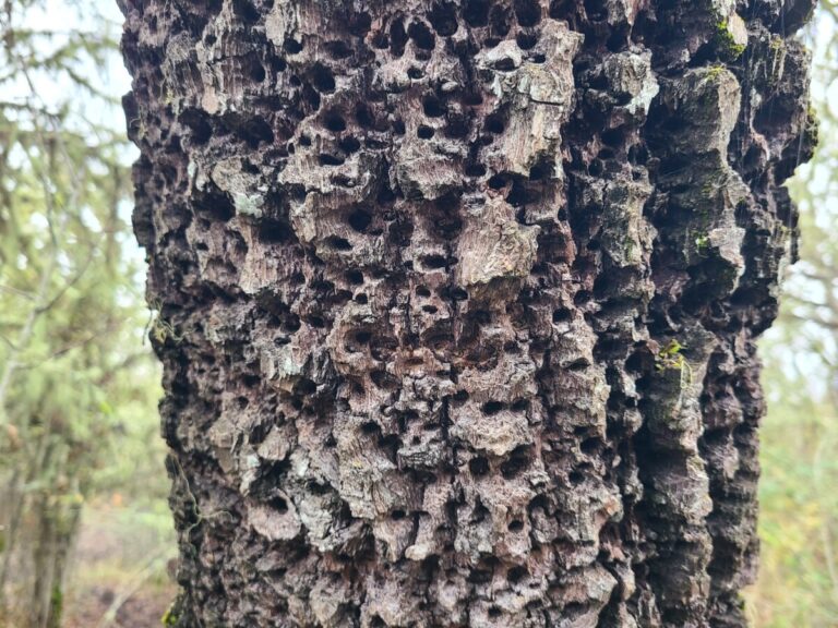 Bark of Oregon Ash deformed by sapsucker holes.