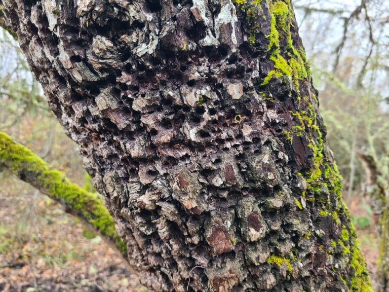 Bark of Oregon Ash deformed by sapsucker holes.