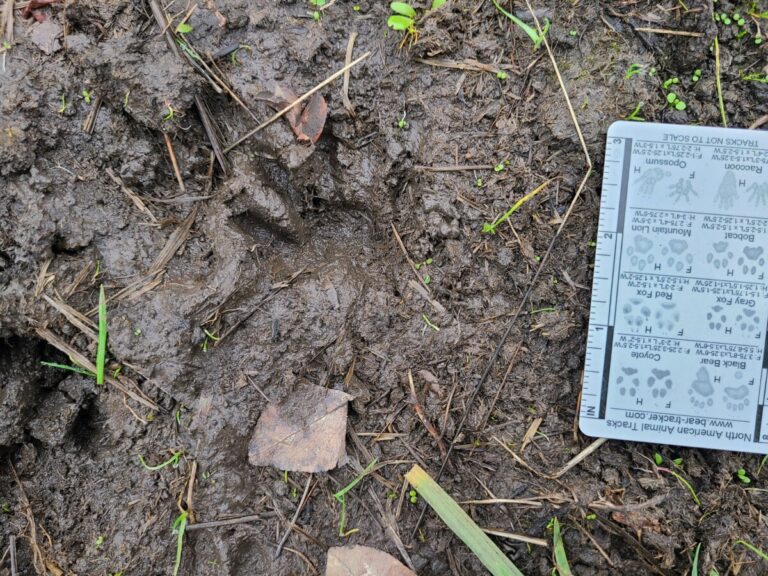 Raccoon track in deep mud along cow trail.