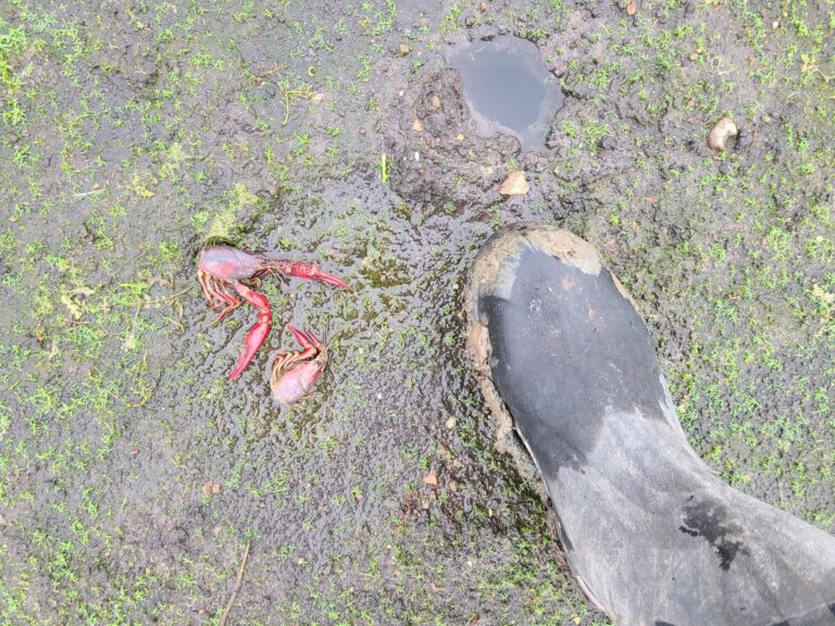 Predated crayfish burrow with remains.