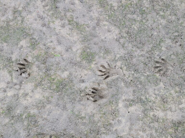 Track group from a lope pattern of a raccoon. From left to right are left-hind, left-front, right-hind, right-front.