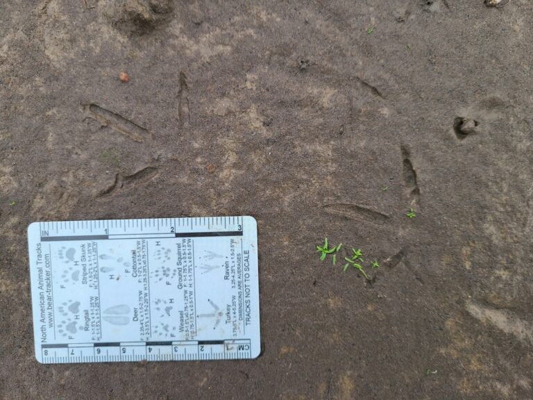 Greater Yellowlegs tracks.