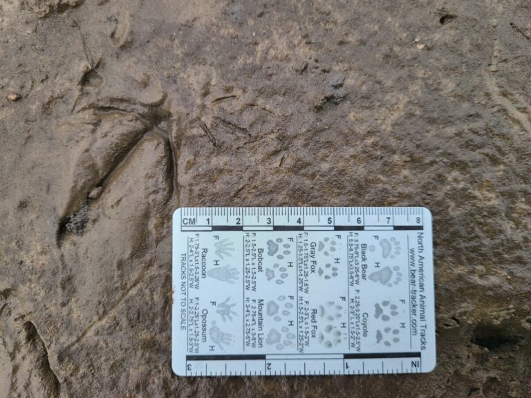 Medium-sized duck and Least Sandpiper tracks.