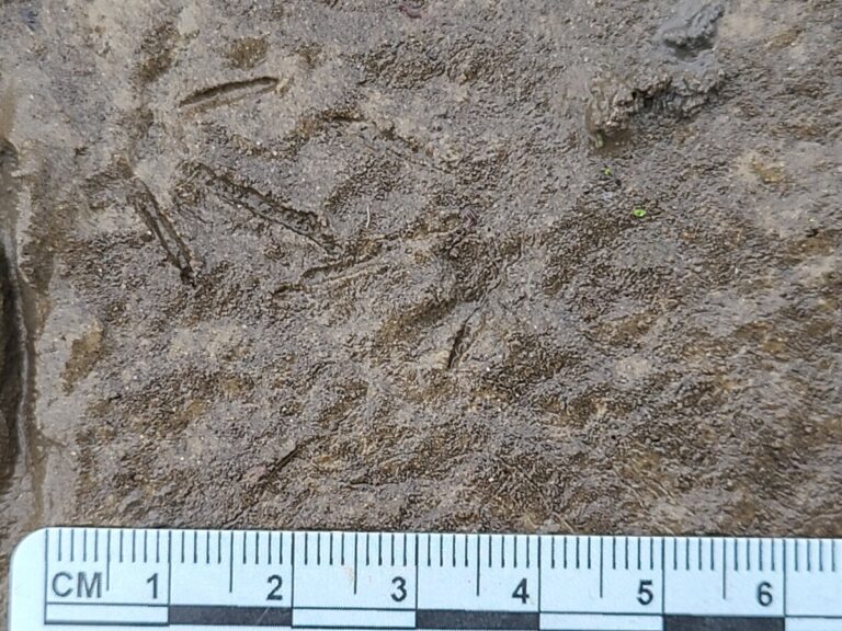 Least Sandpiper tracks.