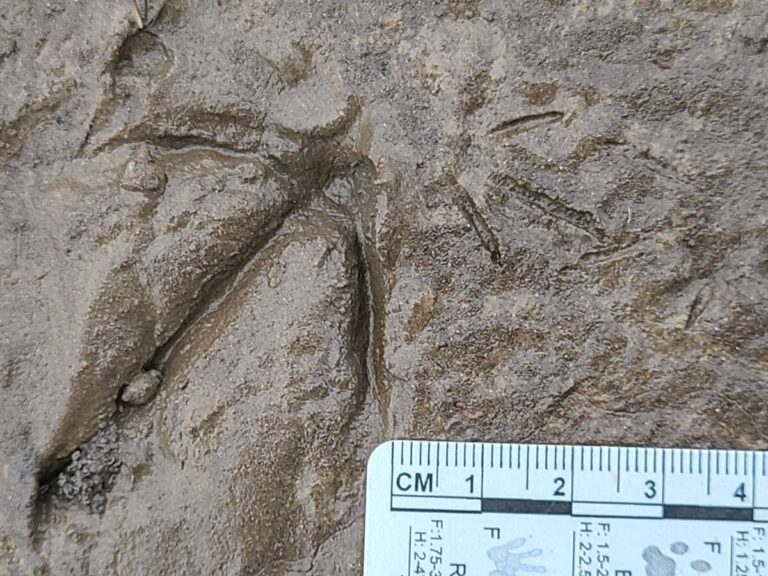 Medium-sized duck and Least Sandpiper tracks.