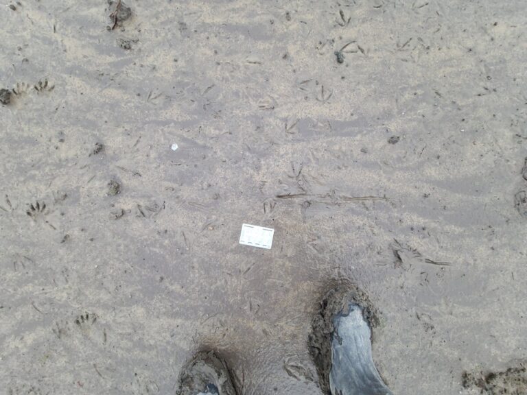 A Great Blue Heron (or Great Egret) landing on the somewhat firm mud. Shows dragging rear toe at landing.