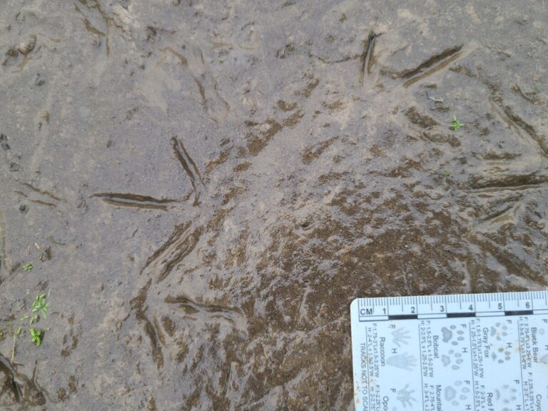 Greater Yellowlegs tracks.