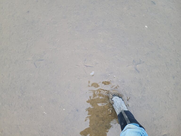 Great Blue Heron tracks under water along with Least Sandpiper, Greater Yellowlegs, and possibly Killdeer..