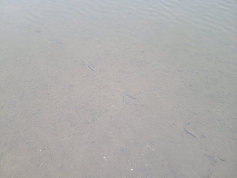 Great Blue Heron tracks under water along with Least Sandpiper, Greater Yellowlegs, and possibly Killdeer.