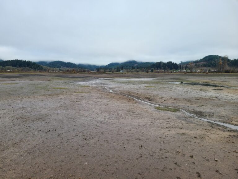 A few of the reservoir mudflats. What looks like small clumps of dirt are excavations of crayfish.