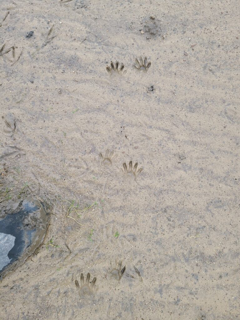 Longitudinal view of a raccoon trail, and some older duck and shorebird tracks. From top to bottom: LH/RF, LF/RH, LH/RF.