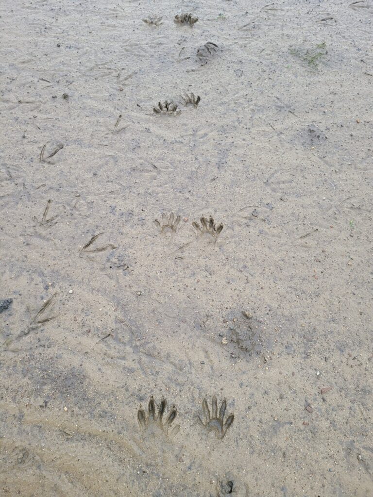 Longitudinal view of a raccoon trail, and some older duck and shorebird tracks. From top to bottom: LH/RF, LF/RH, LH/RF.