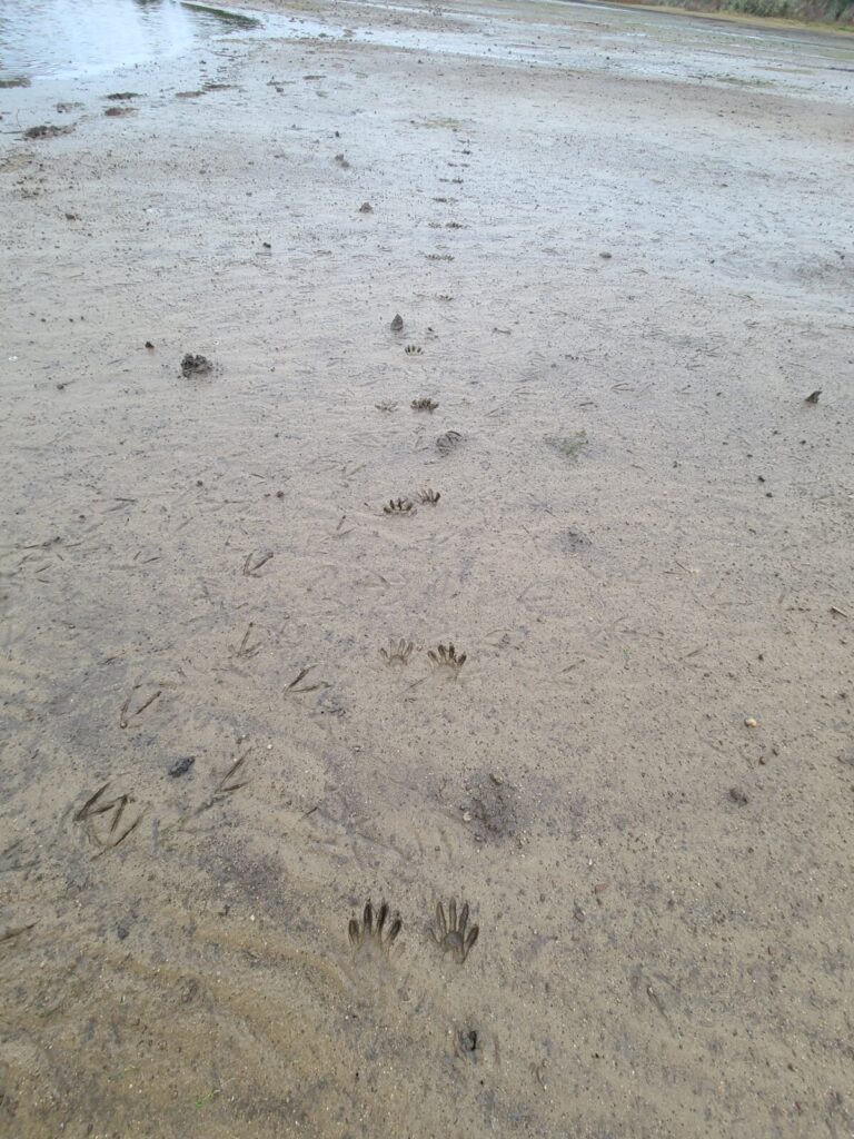 Longitudinal view of a raccoon trail, and some older duck and shorebird tracks. Bottom set of tracks are LH/RF.