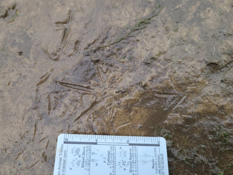 Larger tracks are Greater Yellowlegs. Smaller tracks are Least Sandpiper.