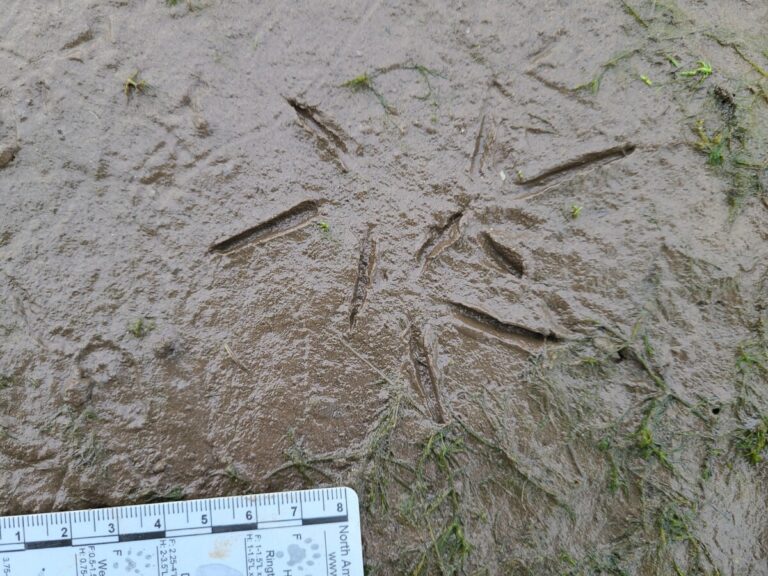 Greater Yellowlegs tracks.