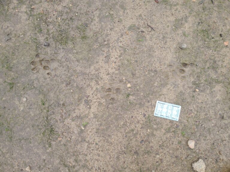 Slow trail of a River Otter.