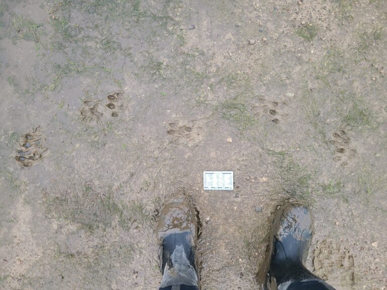 Slow trail of a River Otter.