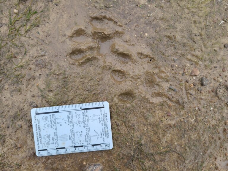 Slow trail of a River Otter, showing rear landing after front.