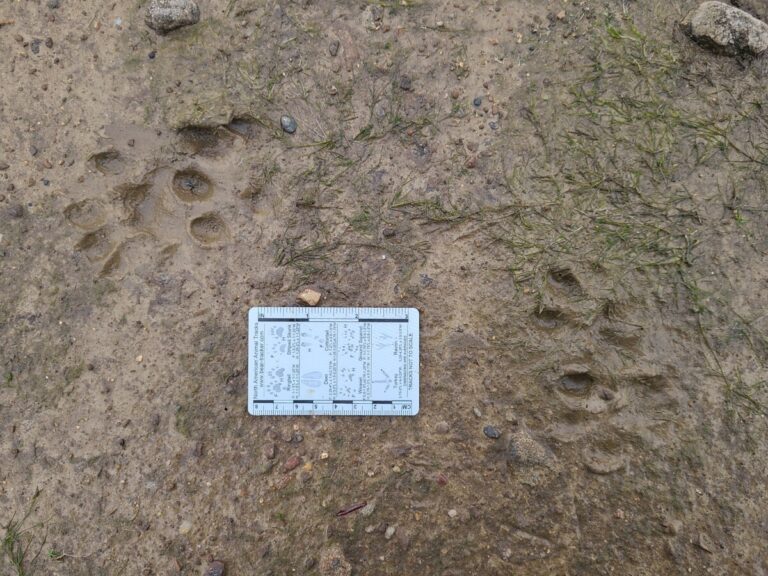 Slow trail of a River Otter, showing rear landing after front.