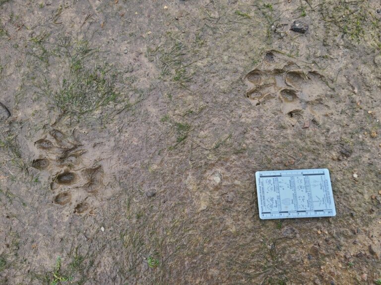 Slow trail of a River Otter, showing rear landing after front.