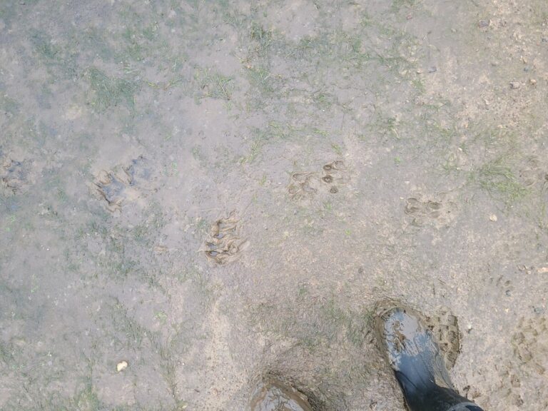 Slow trail of a River Otter beginning to enter deeper gooey mud.