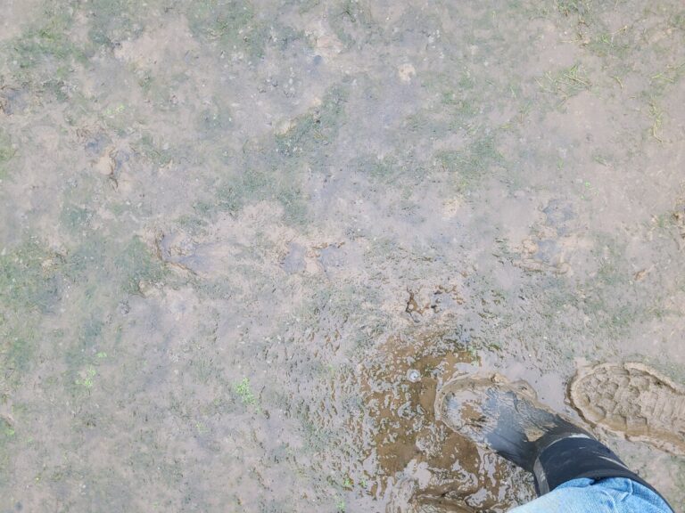 Obscure trail of a River Otter in deeper mud.