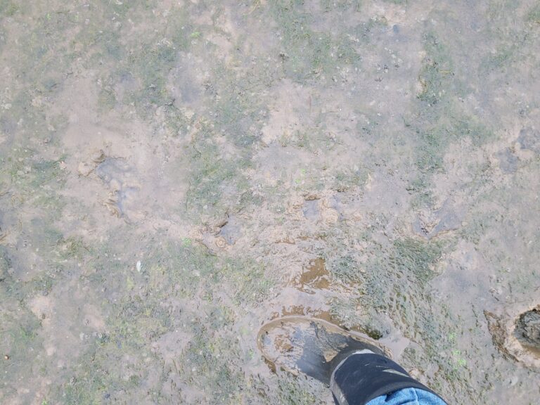 Obscure trail of a River Otter in deeper mud.