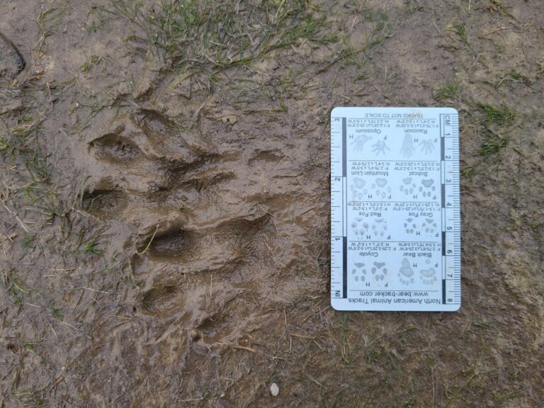 Slow trail of a River Otter, showing rear landing after front.