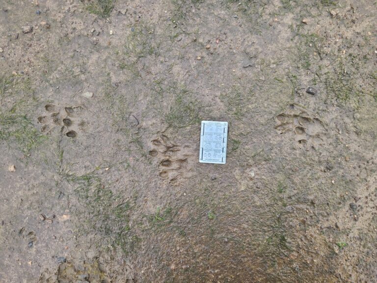 Slow trail of a River Otter, showing rear landing after front.