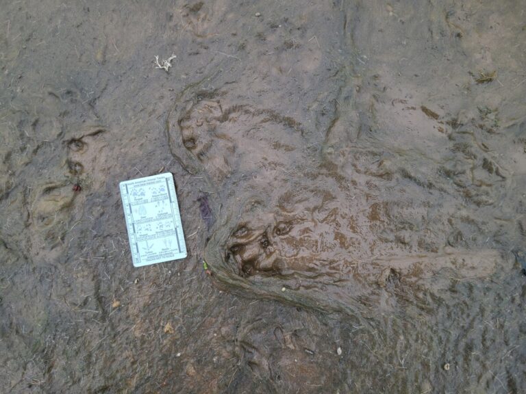 River Otter tracks near pelican carcass. what happened here? Was the otter stretching?