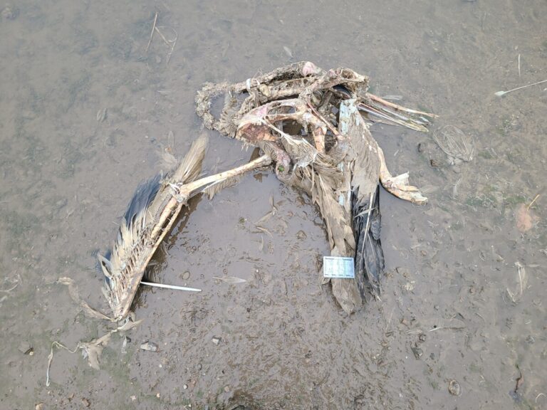 American White Pelican Carcass. Look carefully for some Bald Eagle tracks in this photos. I marked some of them in the next photo.