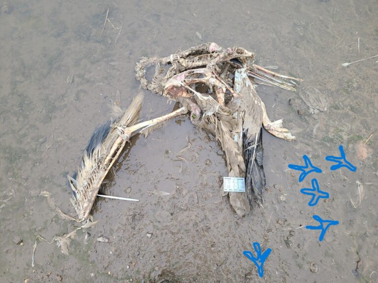 Pelican carcass with nearby Bald Eagle tracks highlighted.