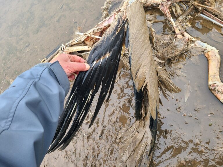 Outer wing of American White Pelican.