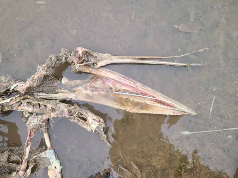 Head of carcass of American White Pelican. Gular skin still present.